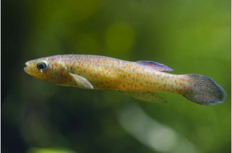 Tiny Tennessee fish protected, but US has yet to say where