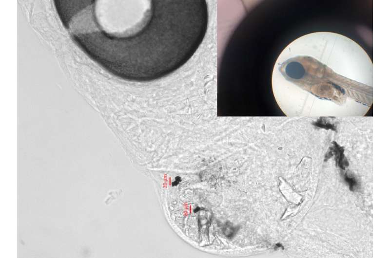 Tiny tire particles inhibit growth of organisms in freshwater, coastal estuaries, studies find