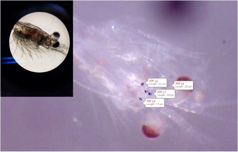 Tiny tire particles inhibit growth of organisms in freshwater, coastal estuaries, studies find