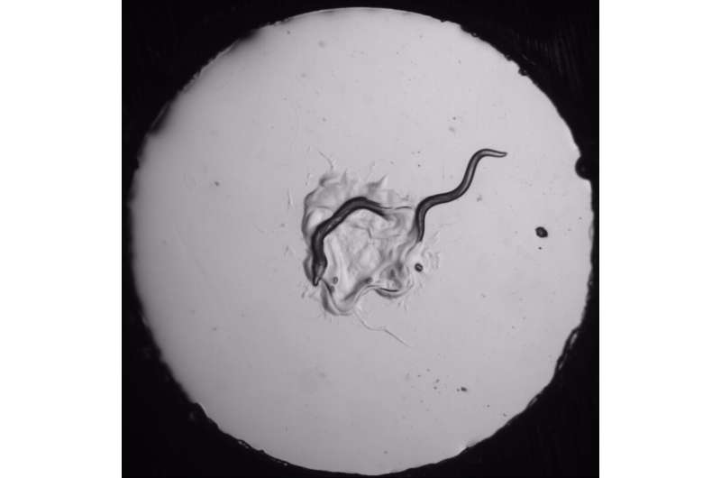 Tiny worms make complex decisions, too
