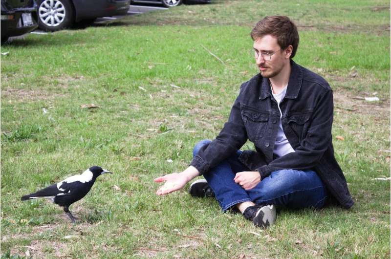 Tired Australian magpies sing less, sing later and are less motivated