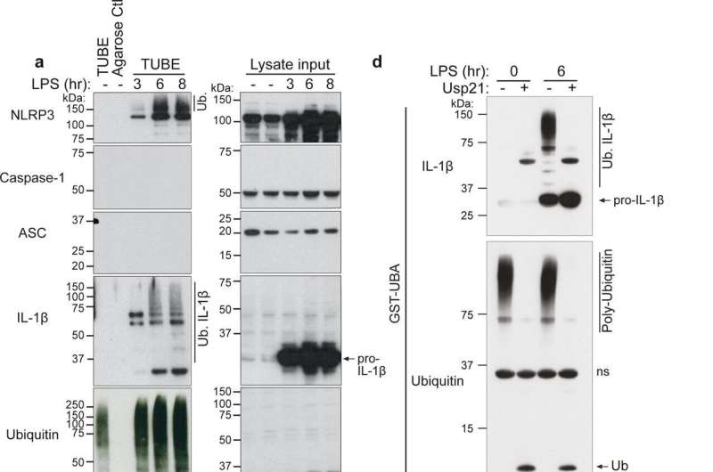TLR-induced inflammasome priming triggers IL-1β and NLRP3 ubiquitylation.