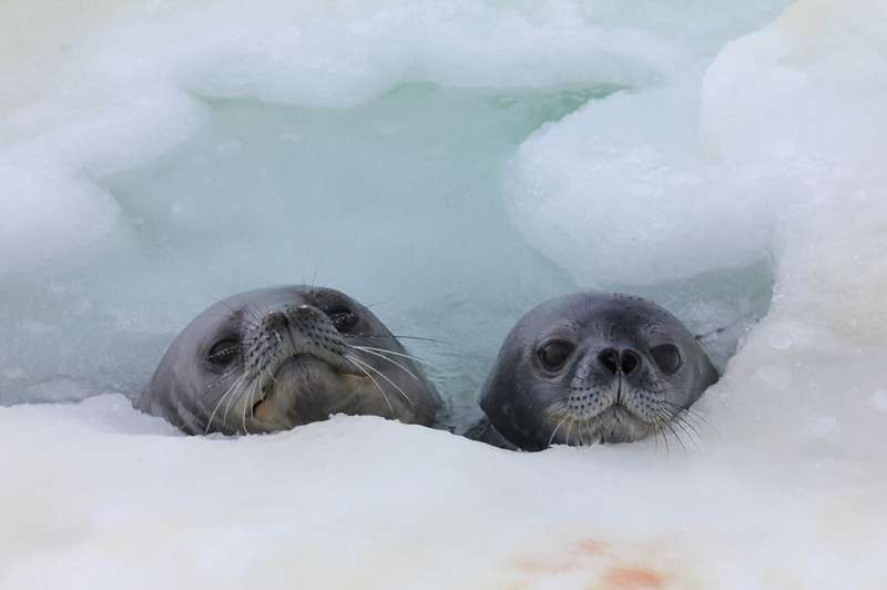 To cut costs, Weddell seal pups keep swimming when trading in their fluff
