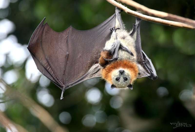 To prevent new viruses from reaching humans, we must protect and restore bat habitat.