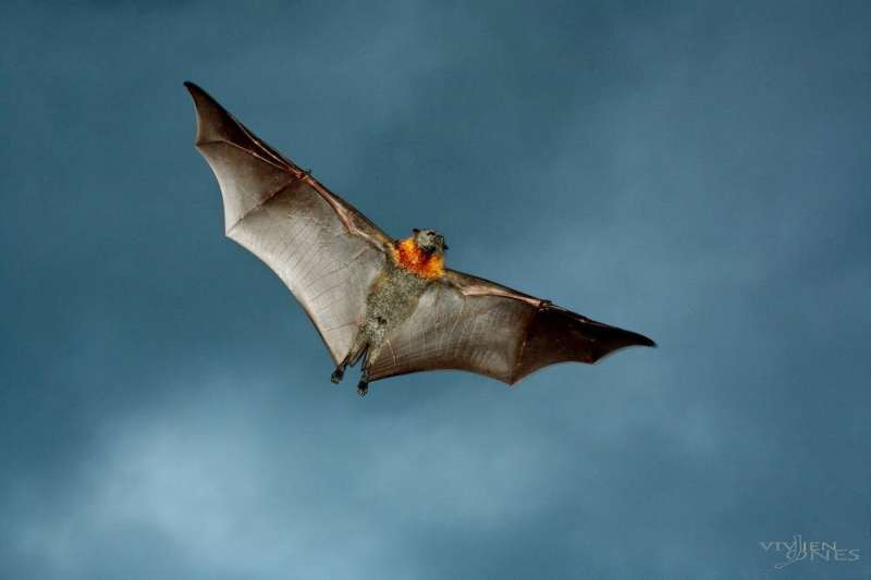 To prevent new viruses from spreading to humans, we need to protect and restore bat habitats