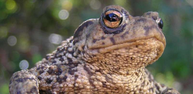 Toads surprise scientists by climbing trees in UK woodlands