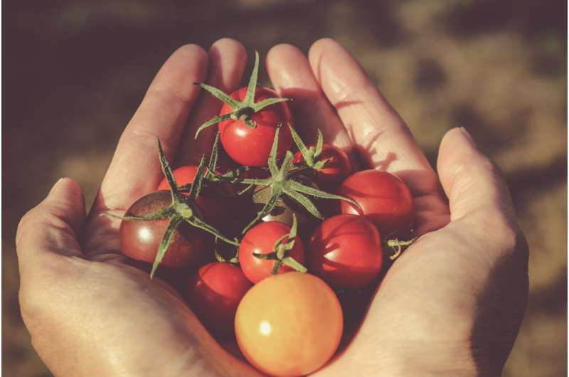 tomato hybrids