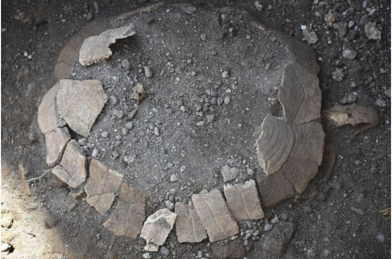 Tortoise and her egg found in new Pompeii excavations