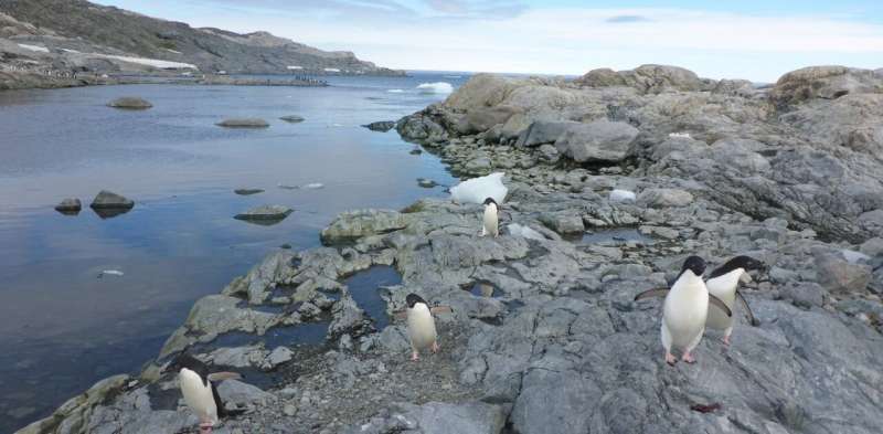 Toughness has limits: over 1,100 species live in Antarctica – but they're at risk from human activity