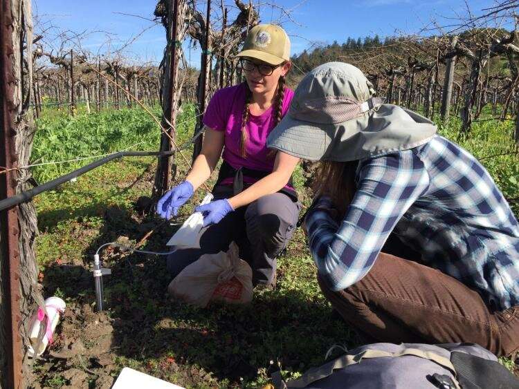 Toward more sustainable wine: Scientists can now track sulfur from grapes to streams