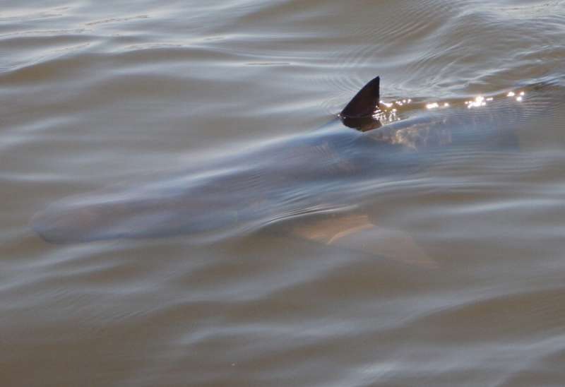 Toxins from harmful algae found in bull sharks of Florida's Indian River Lagoon