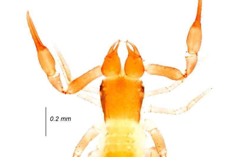 Tracing ancient lineages of pseudoscorpions in the tropical forests of Western India