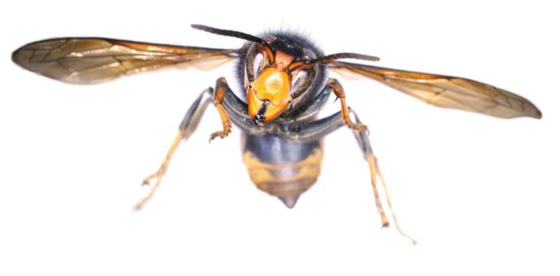 Tracking an invasion – a single Asian hornet sparked the ongoing spread across Europe