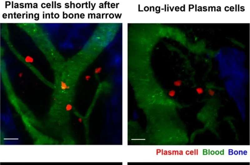 Tracking plasma cell survival