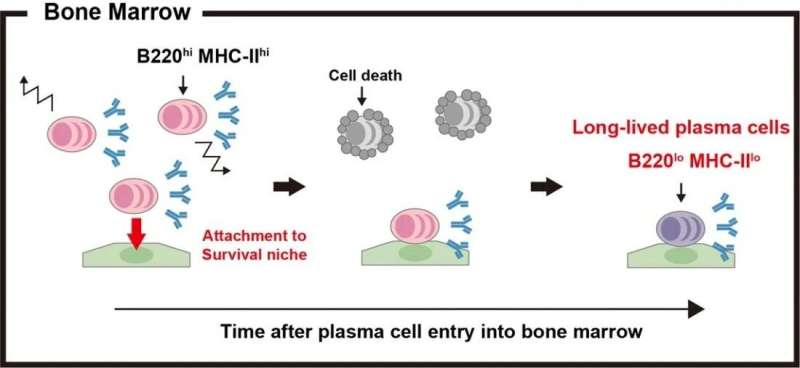 Tracking plasma cell survival