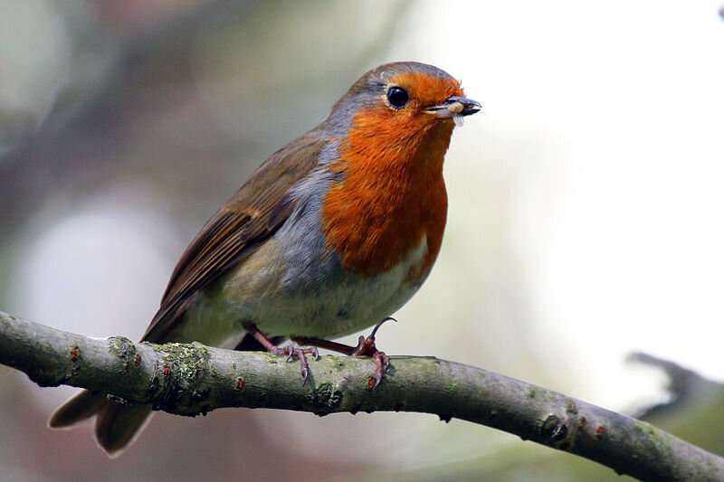 Traffic noise makes rural robins see red, says study