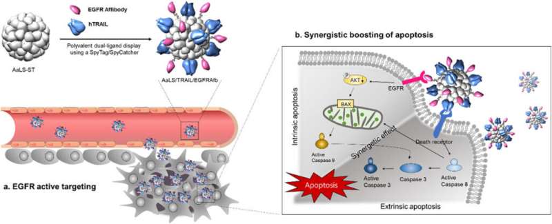 New protein-based nanocomposite synergistically suppresses tumor growth