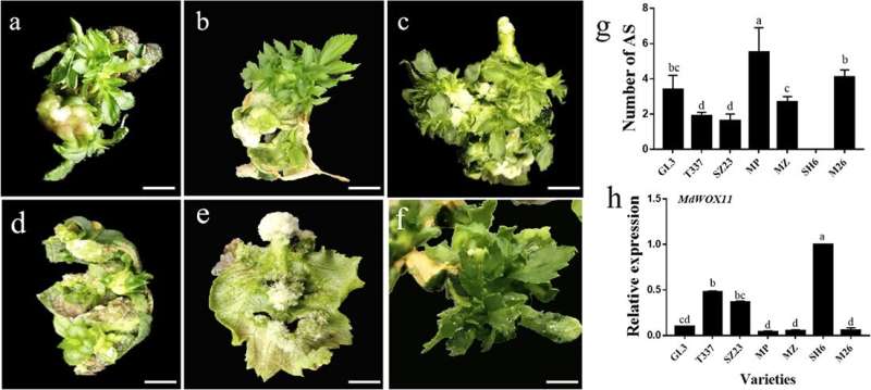 Transcriptome analysis reveals the regulatory mechanism by which MdWOX11 suppresses adventitious shoot formation in apple