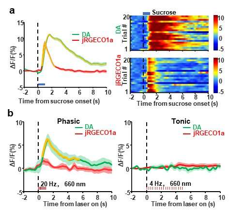 Photométrie de transmission pour une stimulation optogénétique simultanée et un enregistrement multicolore de l'activité neuronale