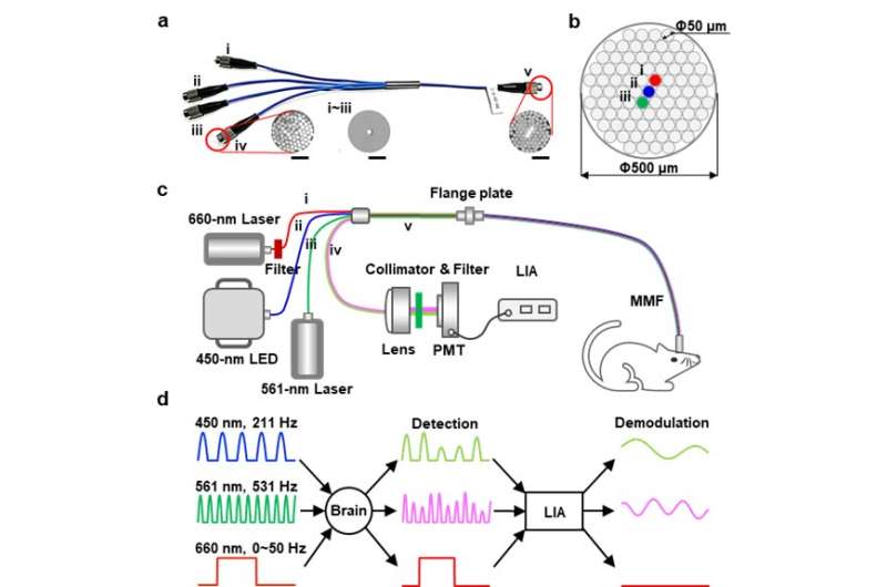 Transmission photometry for simultaneous optogenetic stimulation and multi-color neuronal activity recording