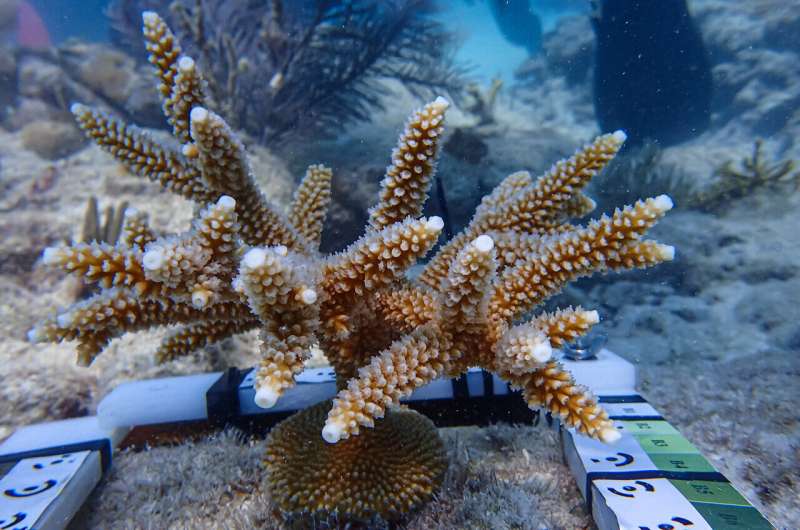 Transplants can save dying coral reefs, but genetically diverse donors are key, say researchers