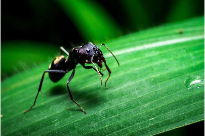 trap-jaw ant