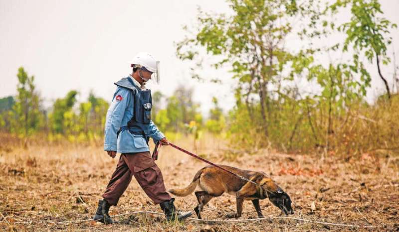 Treatments keeping landmine detection dogs in field