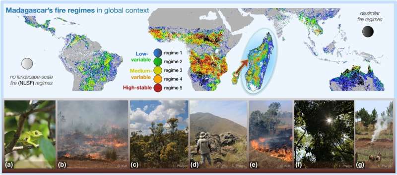 Tree loss on Madagascar not caused by land clearing using small-scale fires