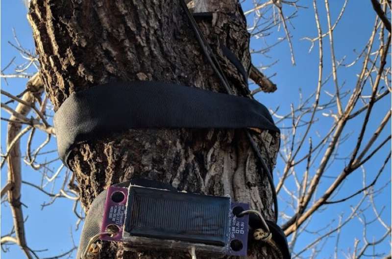 Tree sensors track urban growth, flowering and more