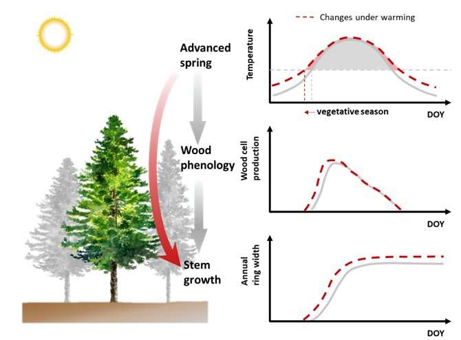 Trees may benefit from earlier start of growing season in cold humid areas