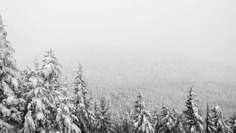 Trees wearing accelerometers help track snowstorms