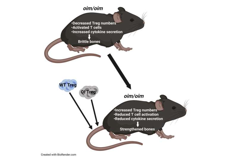 Treg细胞移植治疗脆性骨病小鼠模型有效