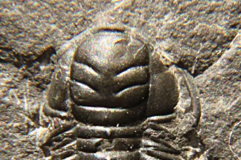 Trilobites' growth may have resembled that of modern marine crustaceans