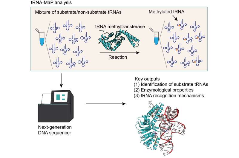 tRNA-MaP: functional analyses of RNA-related enzymes using a next-generation DNA sequencer