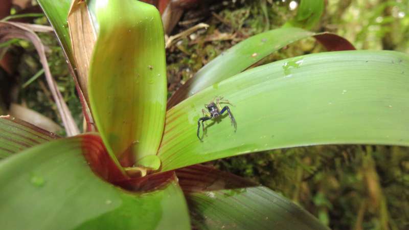 Tropical insects are extremely sensitive to changing climates