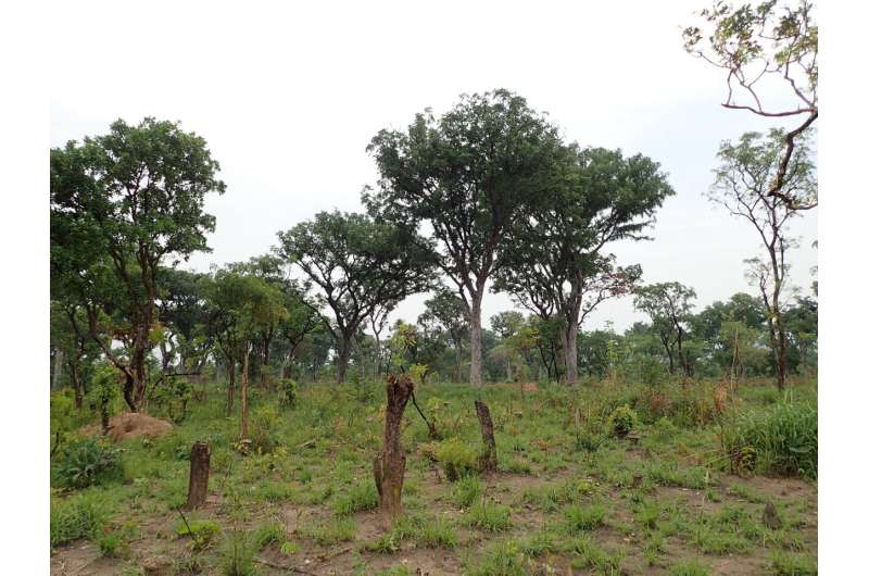 Tropical crises: Scientists call for conservation of Guinea's indigenous plants in WWF 2022 Living Planet Report