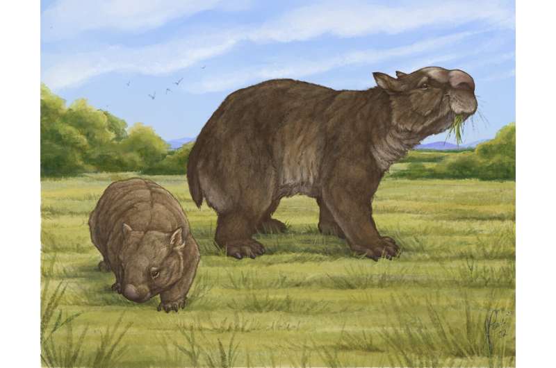 A truly giant wombat shakes the Diprotodon podium
