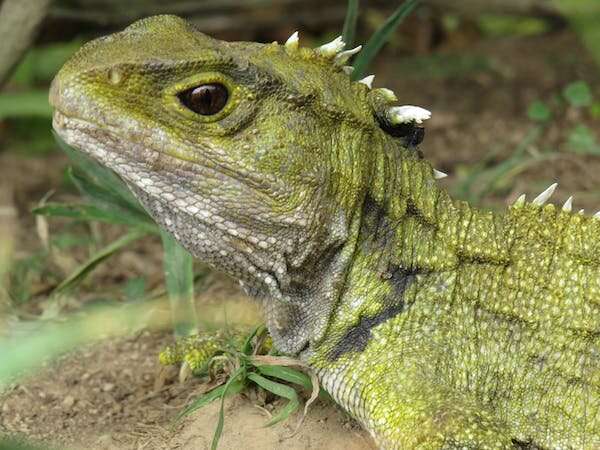 Tuatara are returning to the mainland – but feeding the hungry reptiles could be more difficult than expected