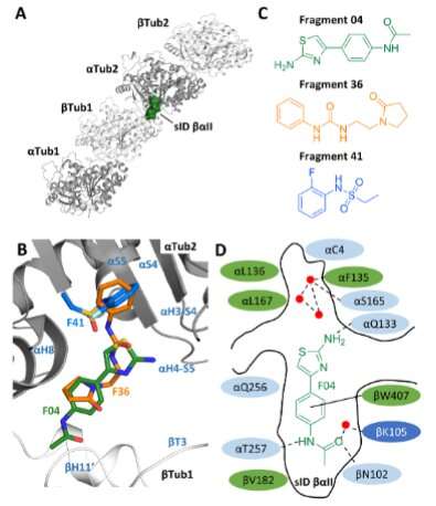 Tubulin inhibitor with a unique molecular mechanism of action
