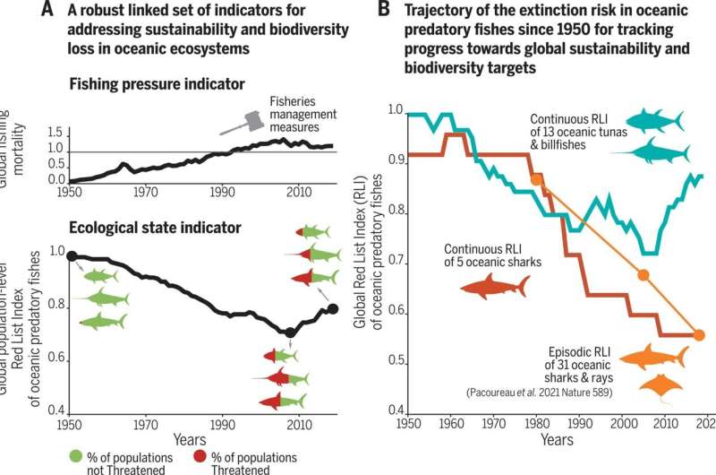 Tunas and billfishes are recovering from extinction risk as sharks continue to decline