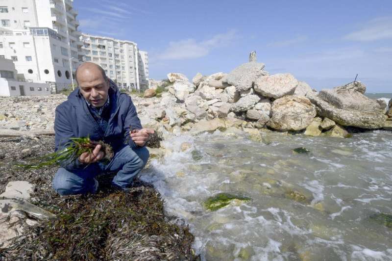 Tunisian marine biologist Yassine Ramzi Sghaier inspects seagrass: he says plant protection is crucial for a country in advance