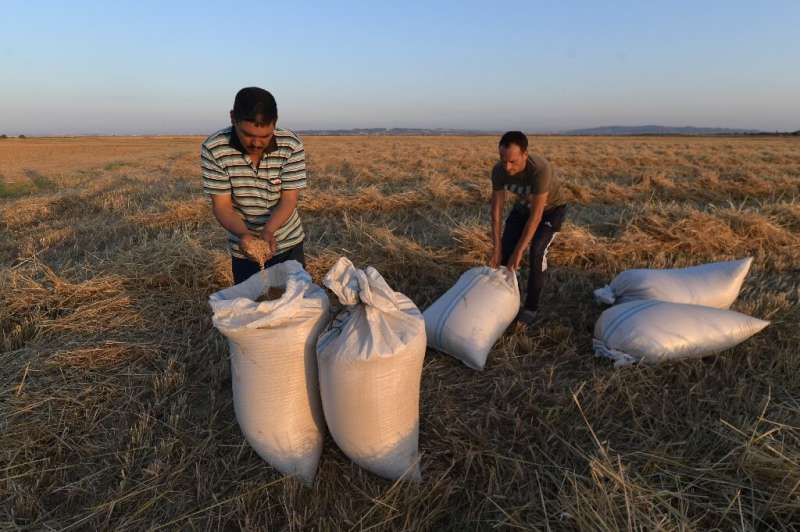 La producción de trigo de Túnez ha sufrido años de sequía y una década de inestabilidad política, con 10 gobiernos desde t