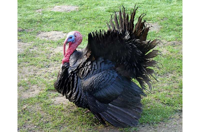 Turkeys are trashing a NASA research center in Silicon Valley, so they're getting the boot