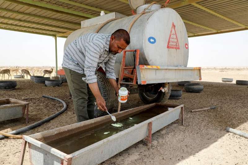 Turki al-Jayashi, director of the Sawa wildlife reserve, adds nutritional supplements to a water trough. He says a lack of fundi