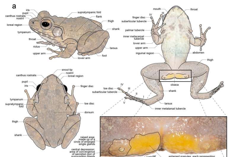 Twenty new gurgling and creaking frog species from Madagascar named