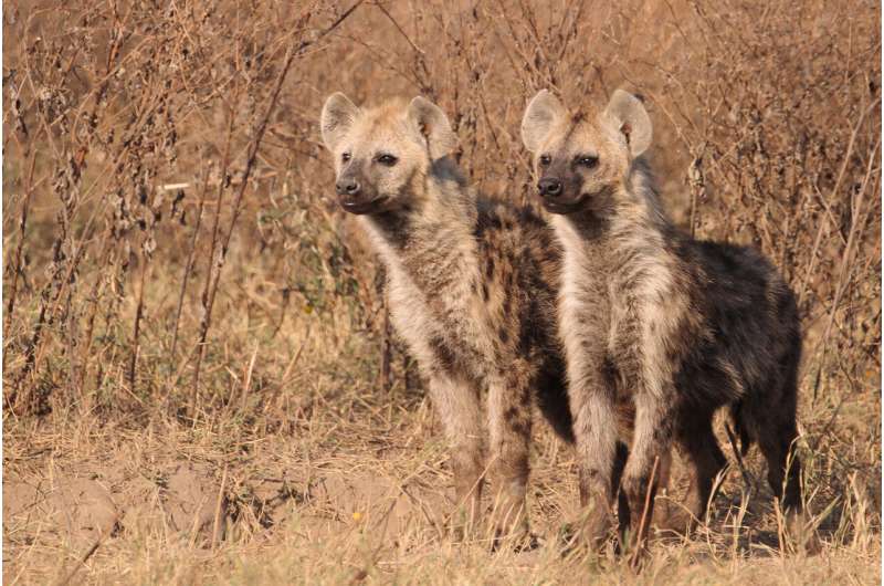 Twin brothers of spotted hyenas are often attracted to the same new group when they disperse from their birth group
