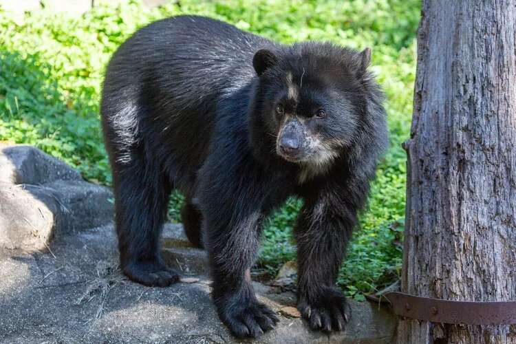 Two Andean bear cubs born at National Zoo, a boost to species' vulnerable population