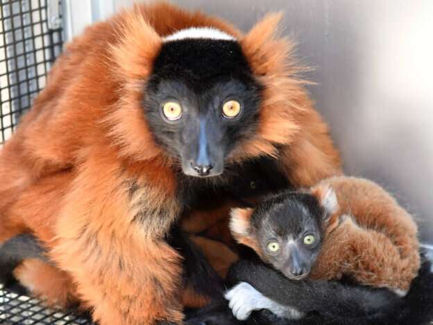 Two critically endangered red-ruffed lemurs born in captivity
