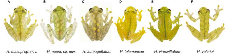 Two endangered glass frogs discovered near Andean mining sites