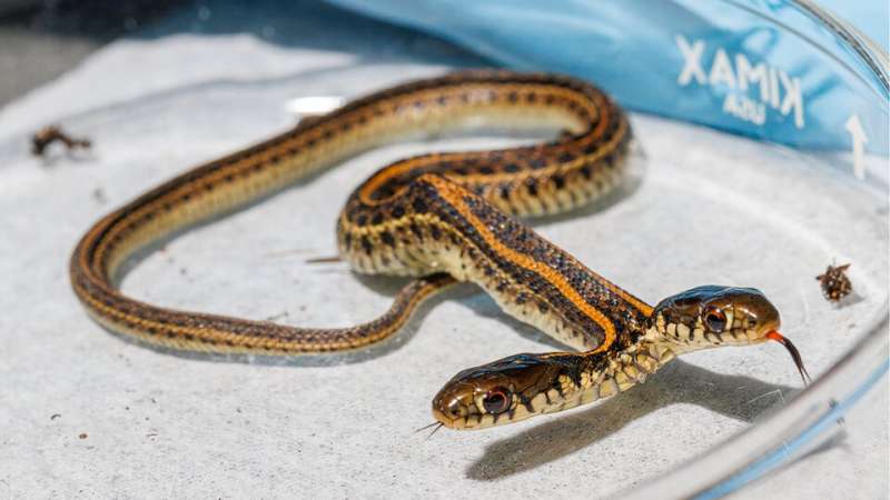Two-headed snake a unique find for herpetology lab